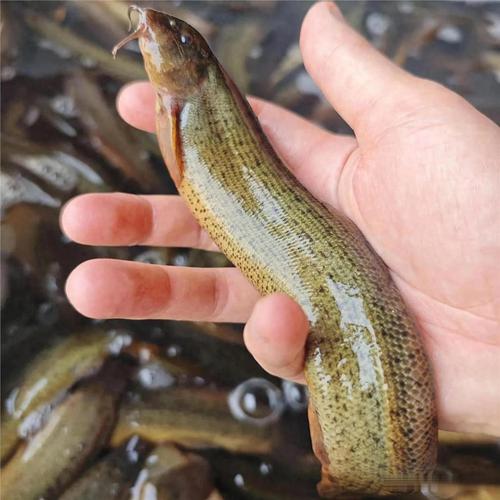 养殖泥鳅品种有哪些？-图1