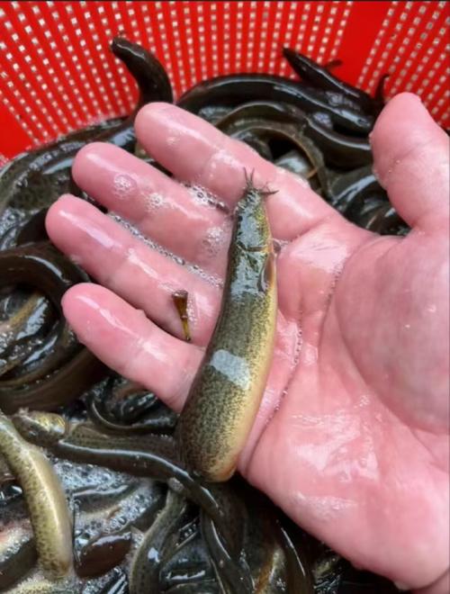 养殖泥鳅品种有哪些？-图2