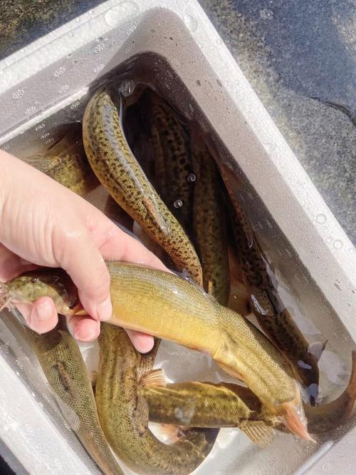 养殖泥鳅品种有哪些？-图3