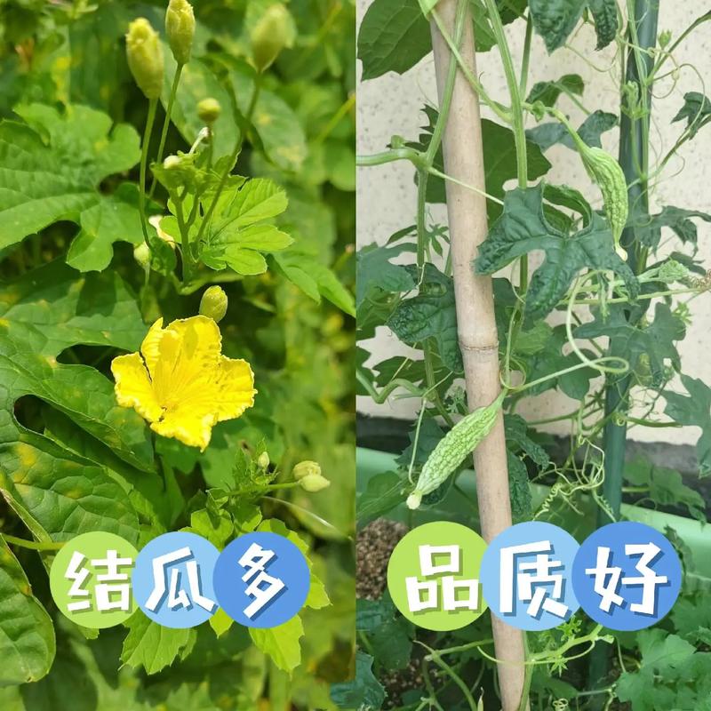 海南苦瓜种植施肥技术-图1