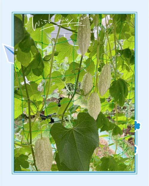 海南苦瓜种植施肥技术-图2