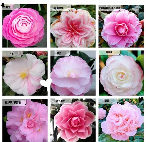 中国花品种有多少？常见花种图片有哪些？-图1