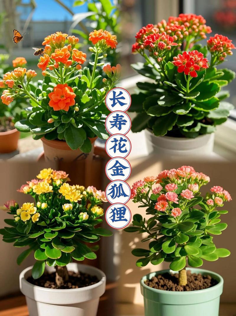 中国花品种有多少？常见花种图片有哪些？-图3