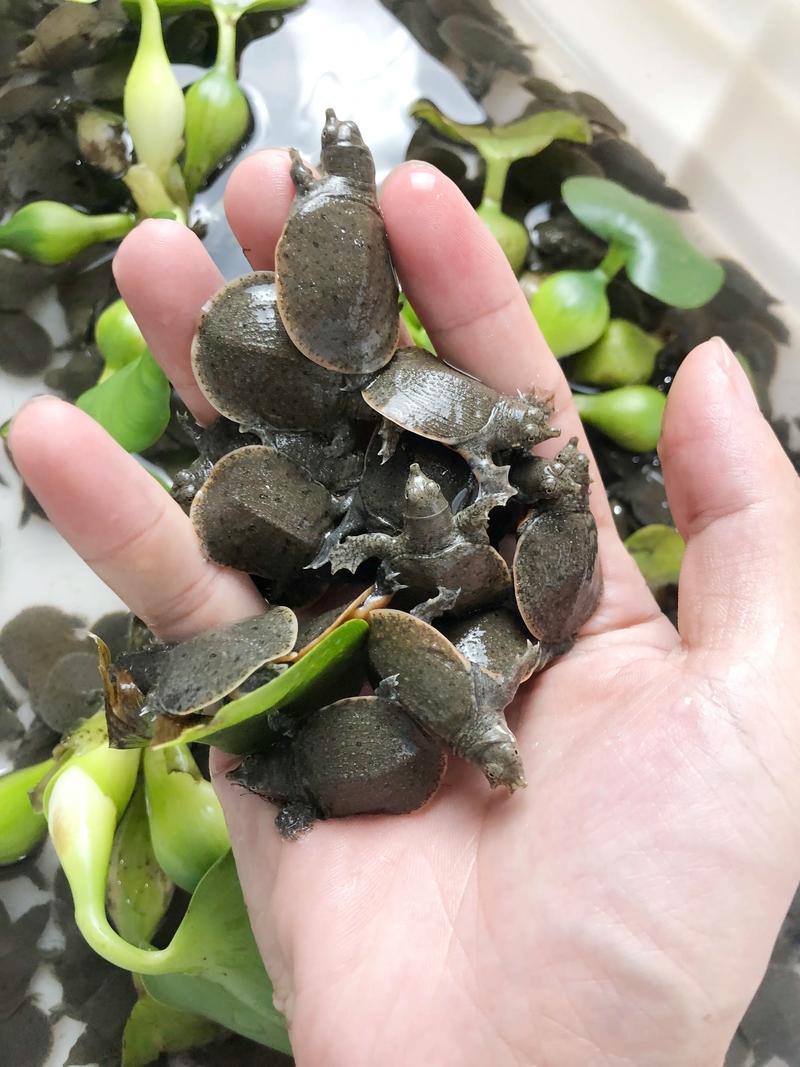 甲鱼最新养殖技术视频-图1 甲鱼最新养殖技术视频-图1