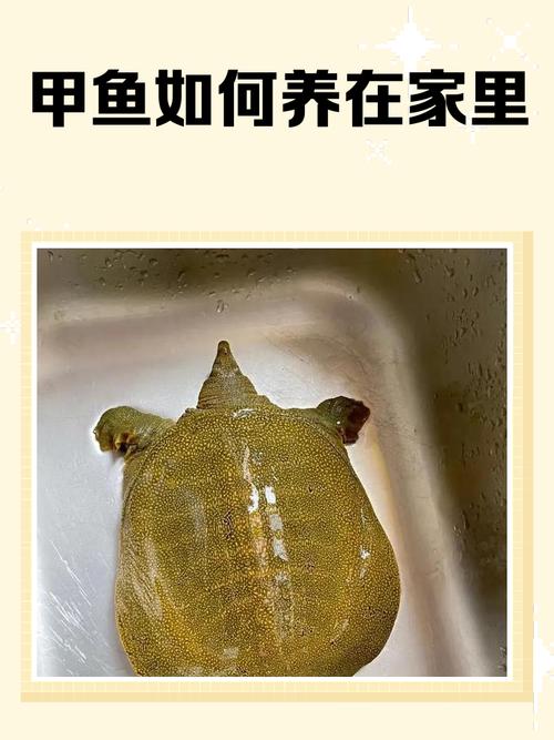 甲鱼最新养殖技术视频-图2 甲鱼最新养殖技术视频-图2