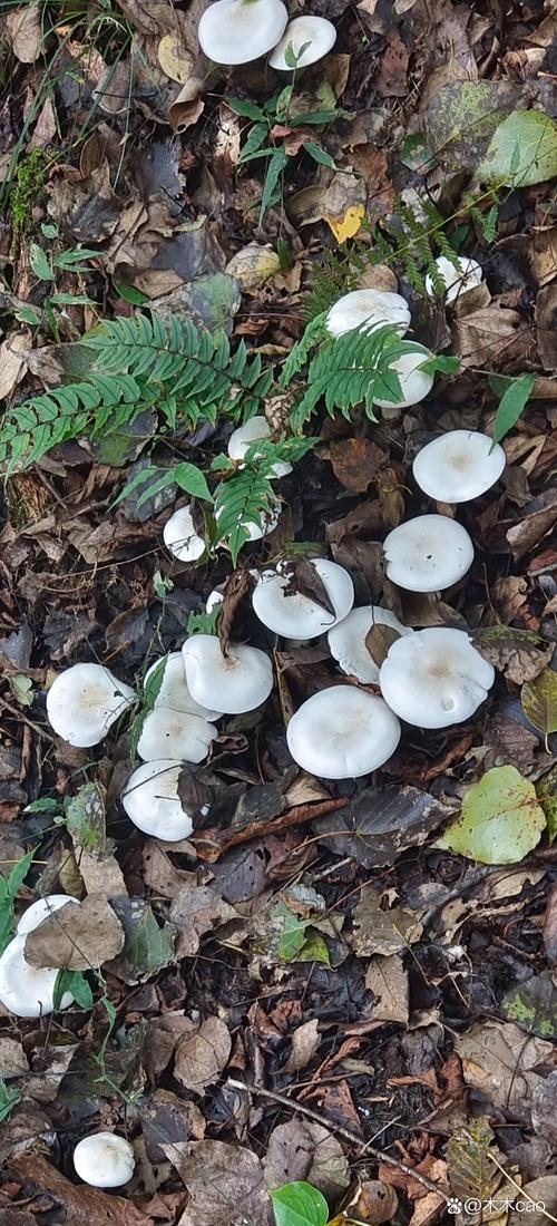 东北野生白蘑菇有哪些常见品种?-图2 东北野生白蘑菇有哪些常见品种?-图2
