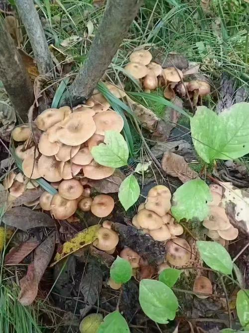 东北野生白蘑菇有哪些常见品种?-图1 东北野生白蘑菇有哪些常见品种?-图1