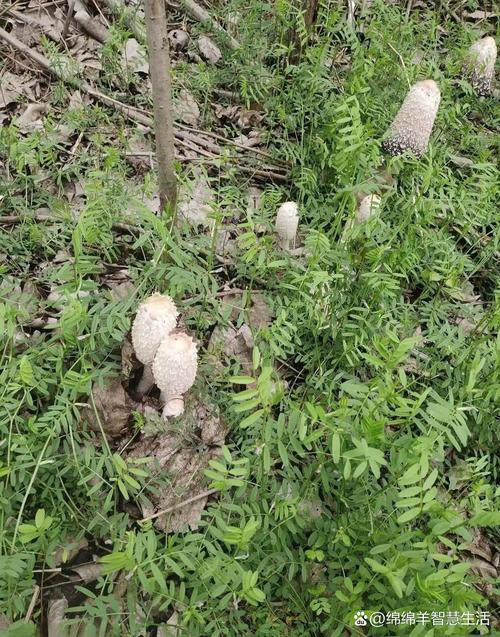 东北野生白蘑菇有哪些常见品种?-图3 东北野生白蘑菇有哪些常见品种?-图3
