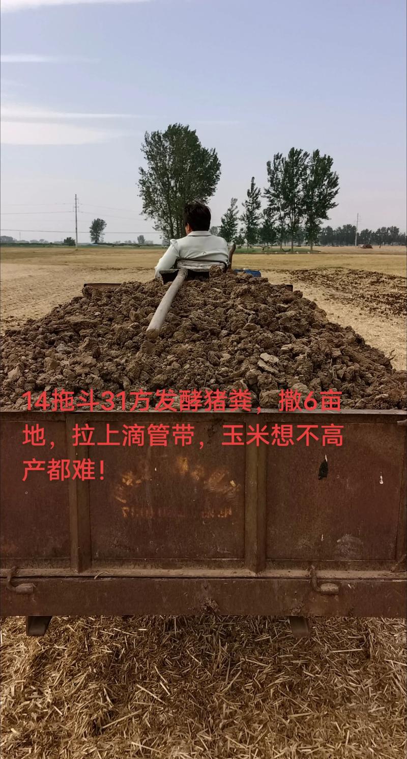 发酵粪便喂猪技术可行吗？-图1