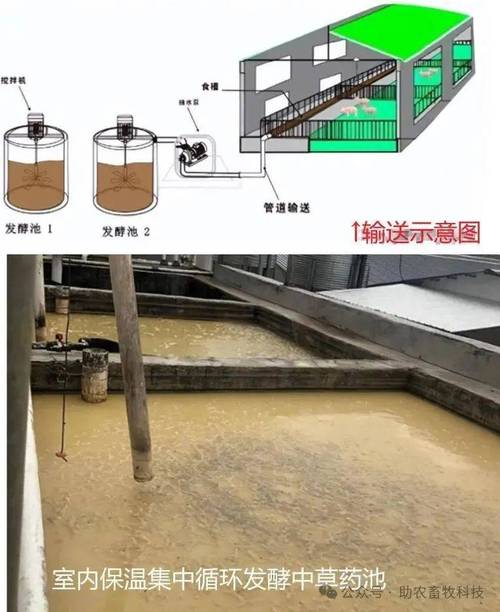 发酵粪便喂猪技术可行吗？-图2