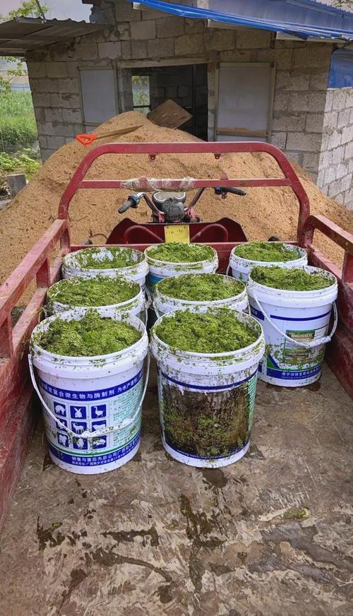 发酵粪便喂猪技术可行吗？-图3