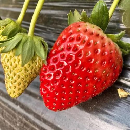 2025长丰草莓价格-图1