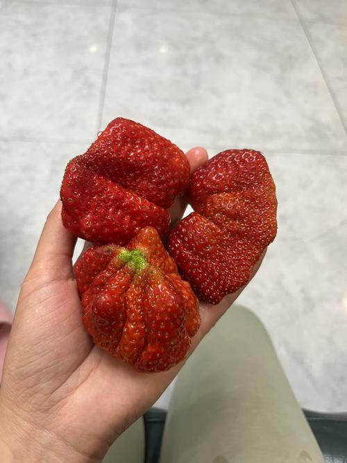 2025长丰草莓价格-图3