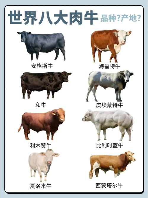 新手养牛选什么品种好养？-图1