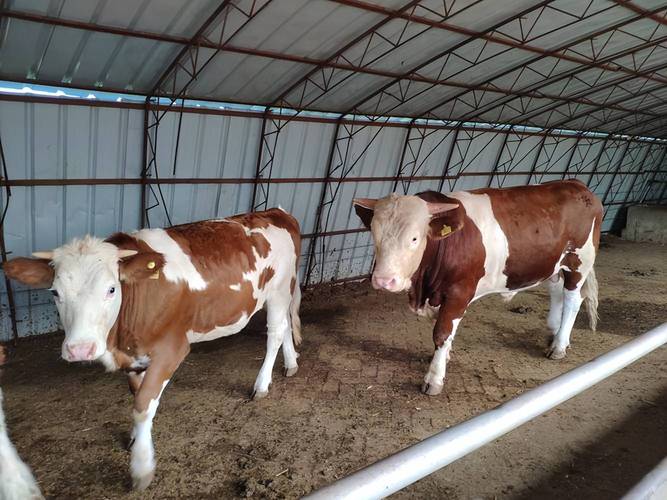 新手养牛选什么品种好养？-图2