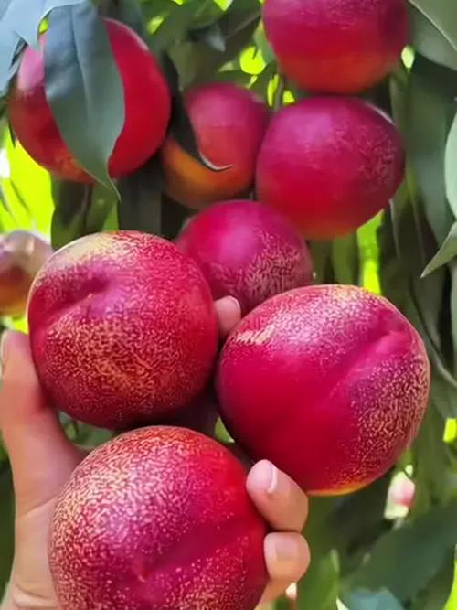 油桃早熟品种如何高效种植管理？-图1