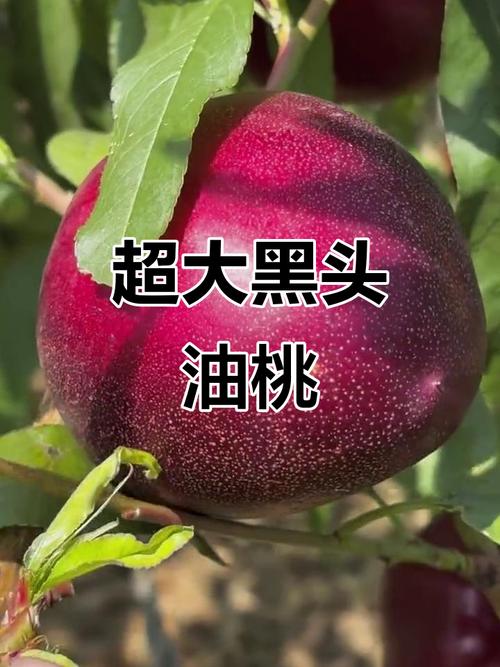 油桃早熟品种如何高效种植管理？-图2