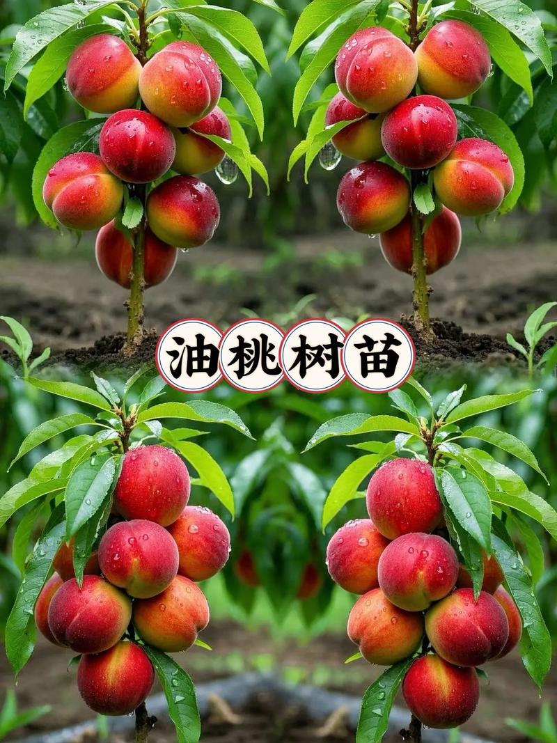 油桃早熟品种如何高效种植管理？-图3