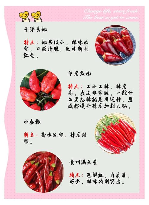 辣椒品种有多少?带图看全吗?-图2 辣椒品种有多少?带图看全吗?-图2