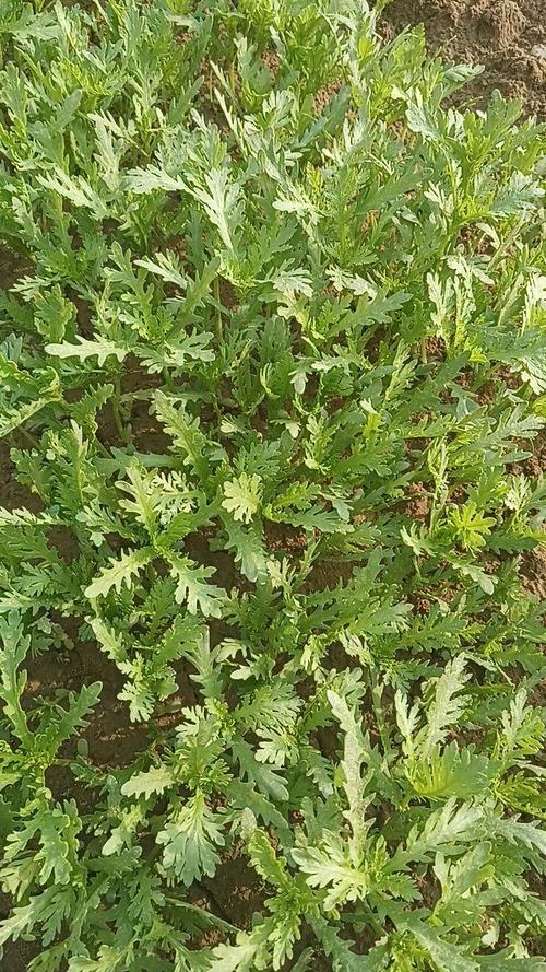 夏天种茼蒿？视频教你关键技术！-图2