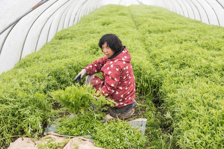 夏天种茼蒿？视频教你关键技术！-图1