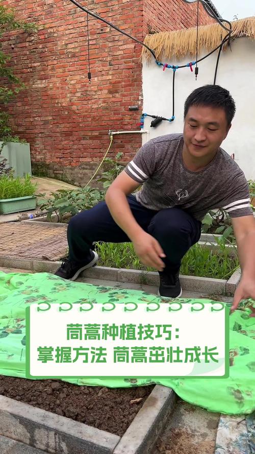 夏天种茼蒿？视频教你关键技术！-图3