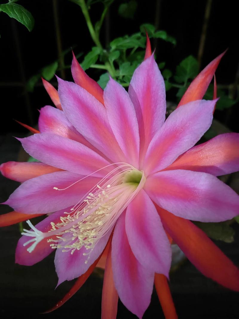 这株昙花是什么品种？-图1