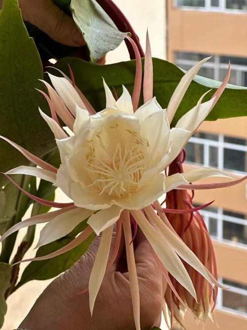 这株昙花是什么品种？-图3