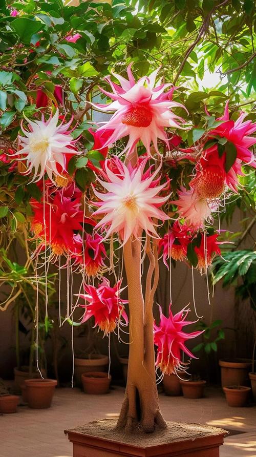 这株昙花是什么品种？-图2