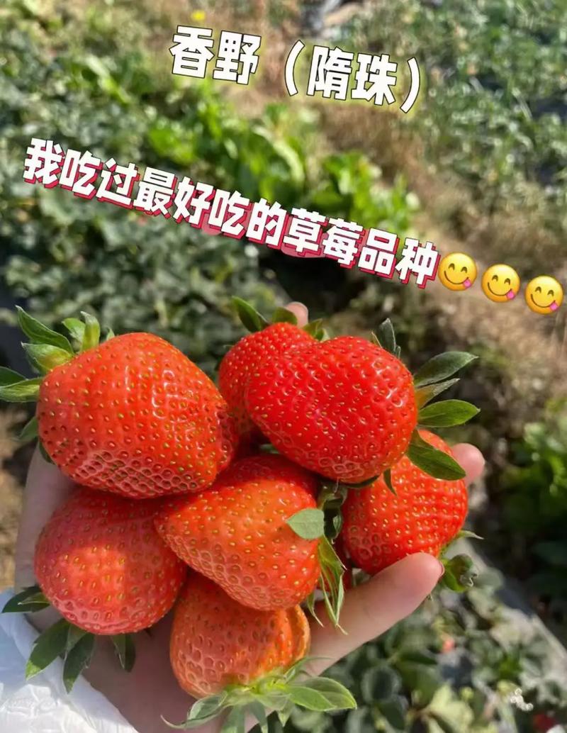 白草莓品种排名及图片-图2