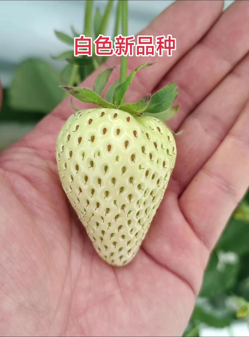 白草莓品种排名及图片-图1
