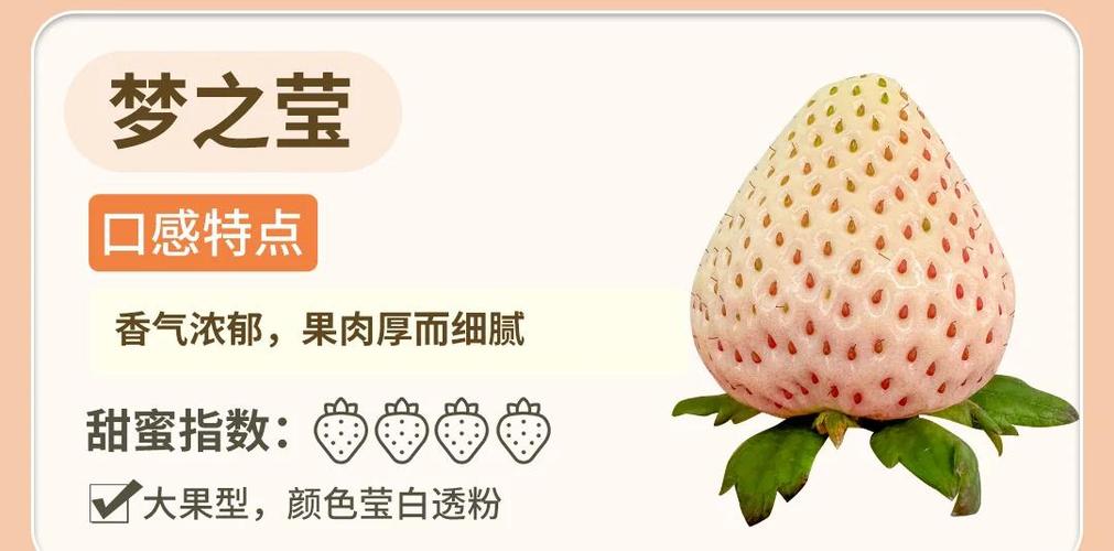 白草莓品种排名及图片-图3