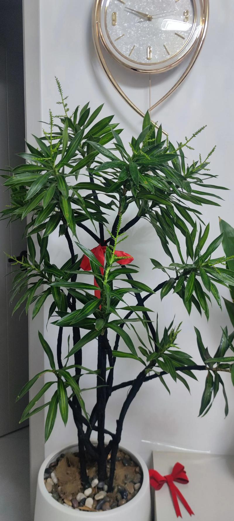 竹子开花的品种有哪些？-图1