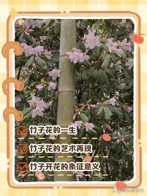 竹子开花的品种有哪些？-图2