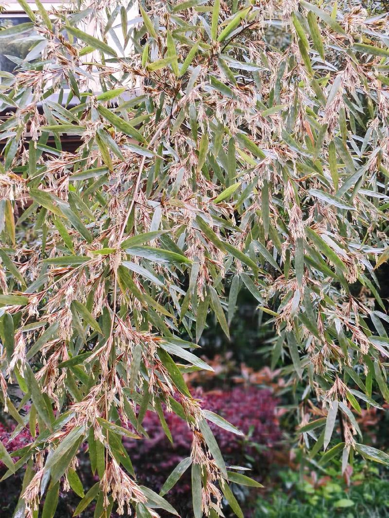 竹子开花的品种有哪些？-图3