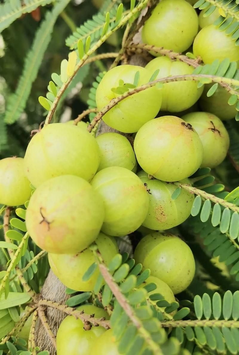 哪种橄榄品种最赚钱?-图1 哪种橄榄品种最赚钱?-图1