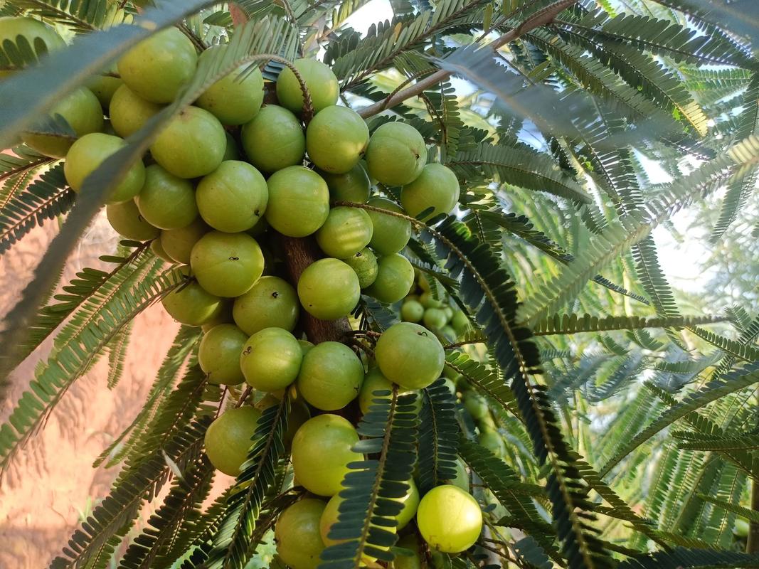 哪种橄榄品种最赚钱?-图2 哪种橄榄品种最赚钱?-图2