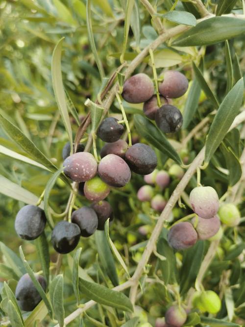 哪种橄榄品种最赚钱?-图3 哪种橄榄品种最赚钱?-图3