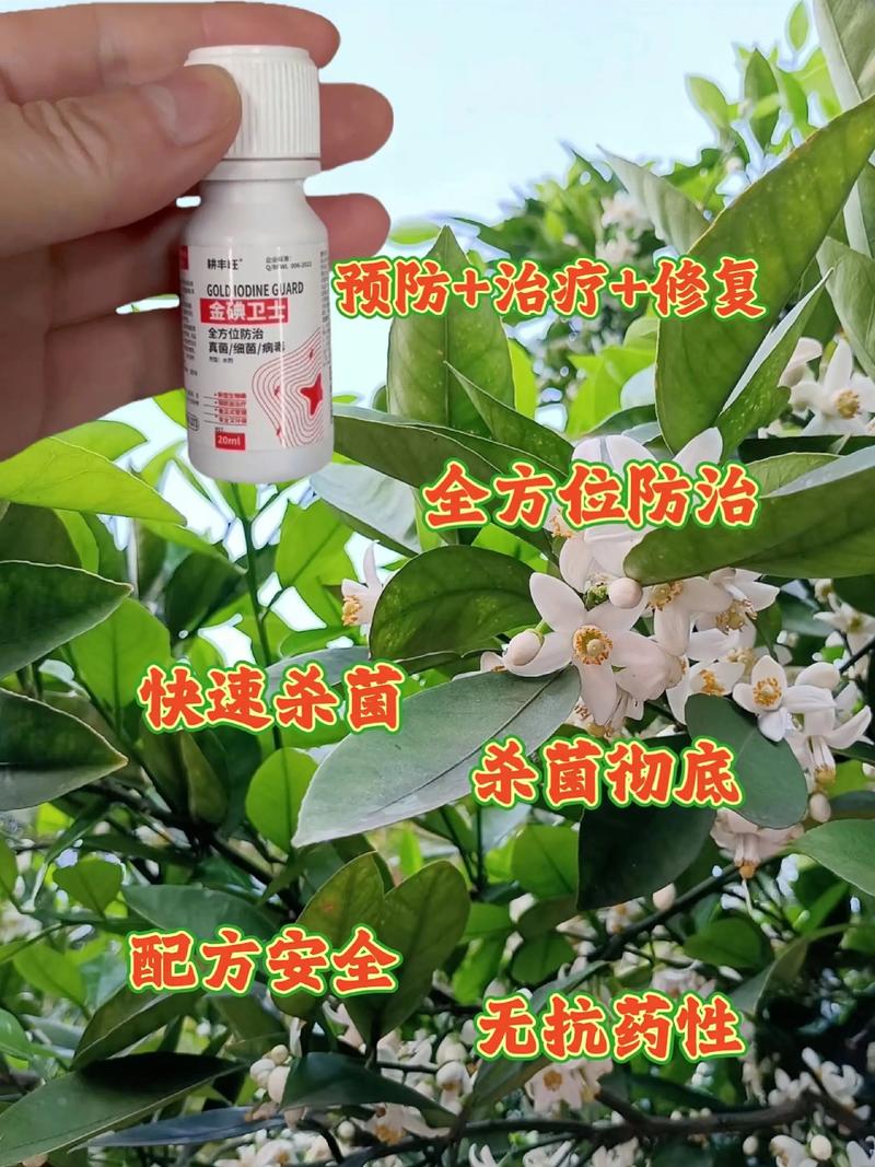柑桔病虫农药技术视频有哪些要点？-图2