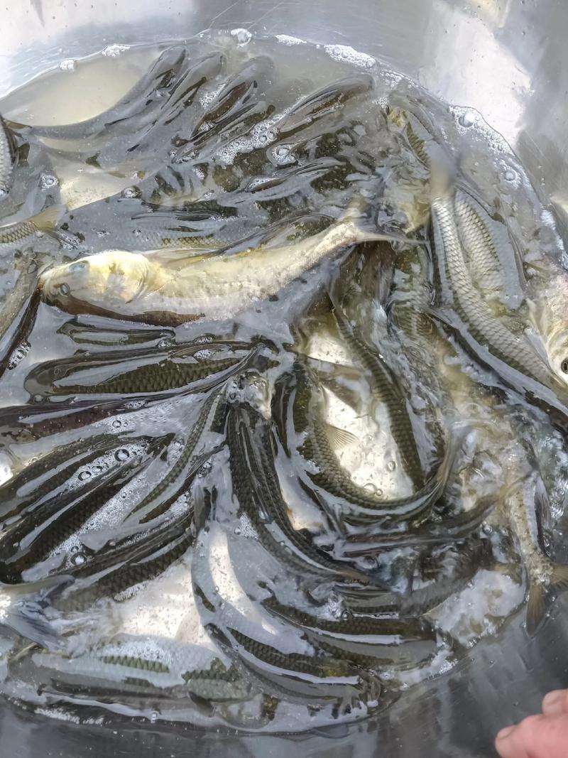 浙江太湖白鱼鱼苗价格多少钱一斤？-图1