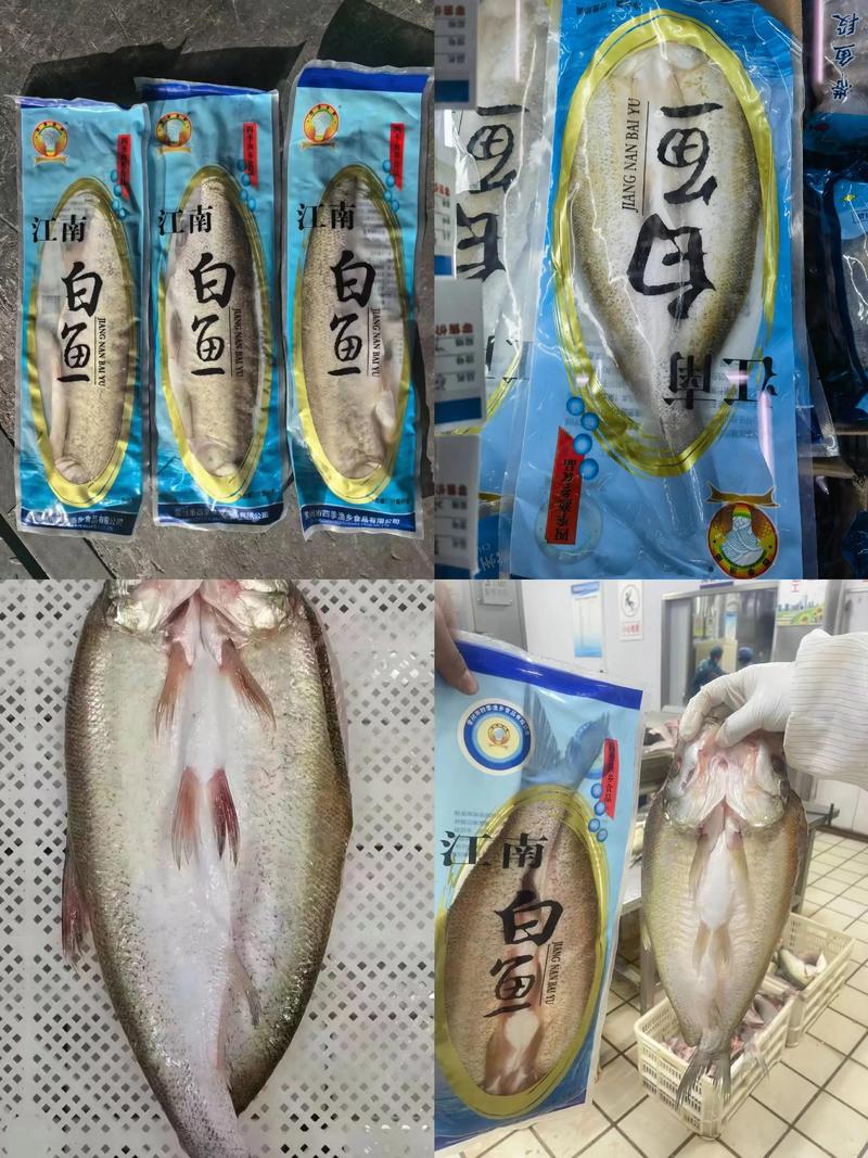 浙江太湖白鱼鱼苗价格多少钱一斤？-图3