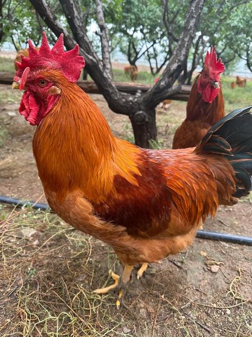 江苏有哪些知名公鸡品种?-图1 江苏有哪些知名公鸡品种?-图1