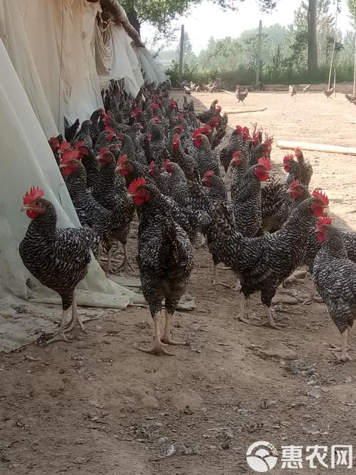 江苏有哪些知名公鸡品种?-图3 江苏有哪些知名公鸡品种?-图3