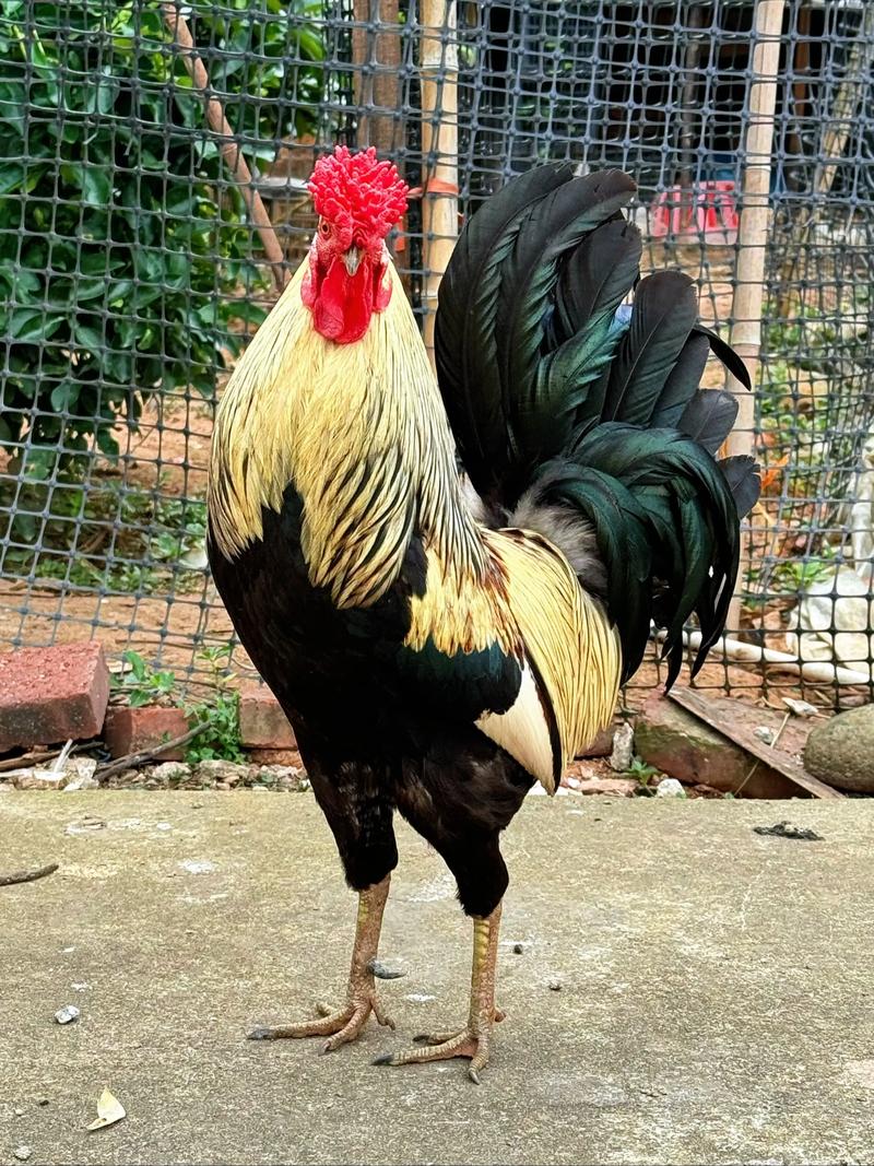 江苏有哪些知名公鸡品种?-图2 江苏有哪些知名公鸡品种?-图2
