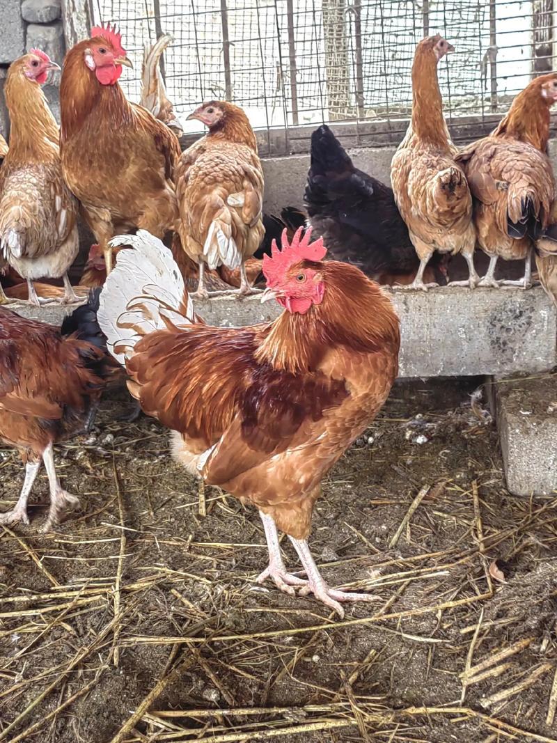 绿壳蛋鸡那个品种最好-图1