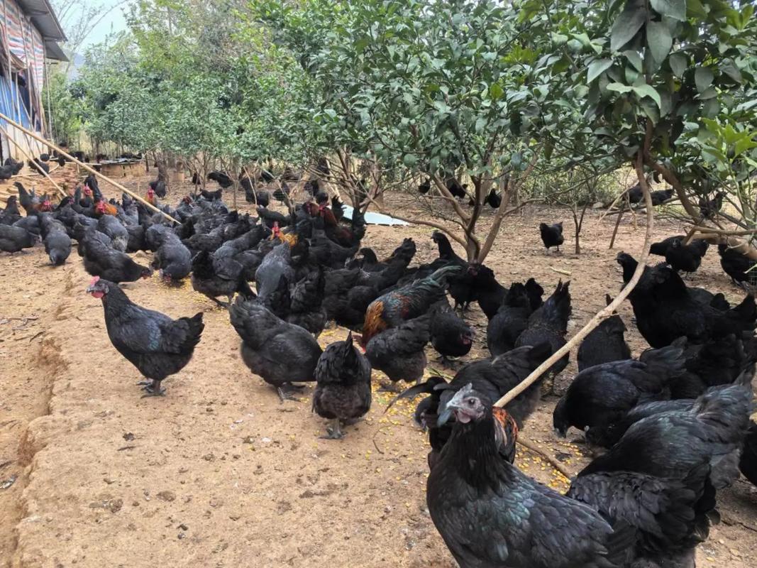 绿壳蛋鸡那个品种最好-图3