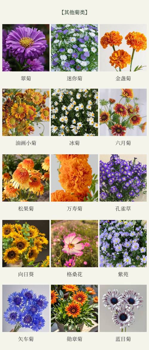 菊花有哪些品种和类型-图2