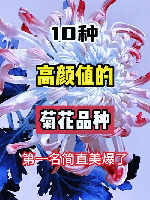 菊花有哪些品种和类型-图3