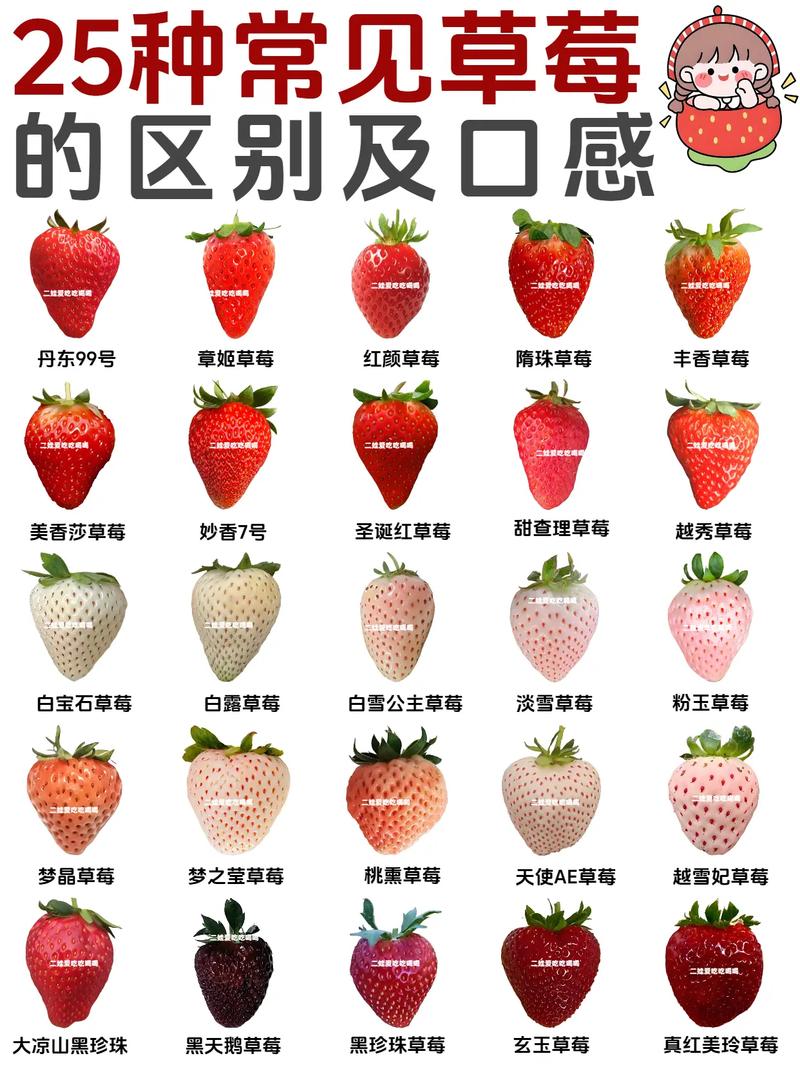 这香甜草莓究竟是什么品种？-图2