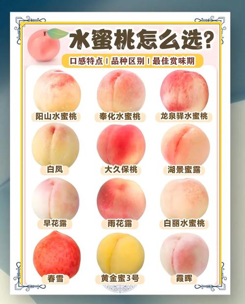 水蜜桃品种到底有多少种？-图1